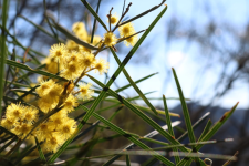 Acacia+Ingramii.png