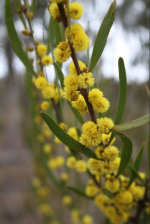 acacia+venulosa.png