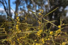 acacia+dawsonii.jpg