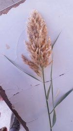 IMG-20200905-WA0003.jpg