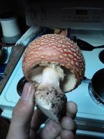 IMG_20201025_122820.jpg