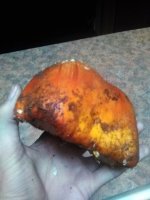 IMG_20201029_134641.jpg