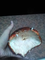 IMG_20201029_134608.jpg