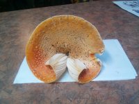 IMG_20201105_103244.jpg