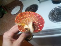 IMG_20201106_163502.jpg