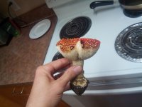 IMG_20201106_163507.jpg