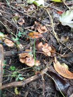 IMG_20201116_125804545.jpg