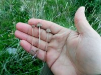 IMG_20201126_155038.jpg
