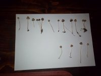 IMG_20201126_200034.jpg
