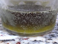 IMG_20201128_081032261.jpg