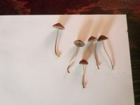 IMG_20201204_115512.jpg