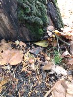 IMG_20201120_095529435.jpg
