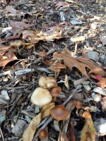 IMG_20201120_141417639.jpg