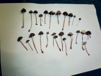 IMG_20201209_204209.jpg