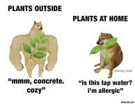 Plants-outside-vs-Plants-at-home-meme-4677.png