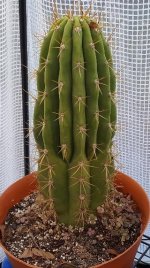 cactusterscheckii.jpg