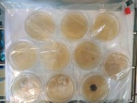 agar2.jpg