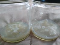 agar3.jpg