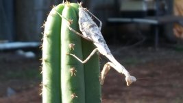cactusMANTIS.jpg