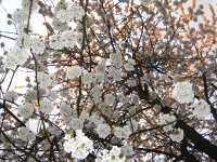 cherry+blossom.JPG