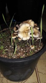 779178326-IMG_20170616_221835.jpg