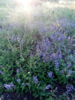 IMG_20210618_190552.jpg