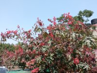 IMG_20210626_142809.jpg