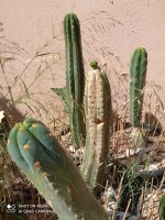 IMG_20210627_103729.jpg