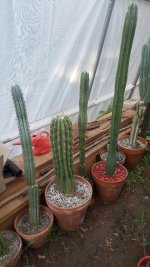 cactus2179peruterschscopescopexjuuls.jpg