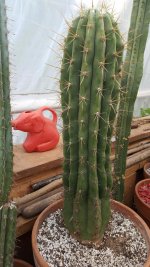 Cactus2179BigTerscheckii.jpg