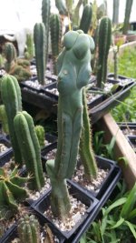 cactus2021720meltedwaxbridge.jpg