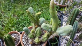 cactus2021720bridgemonstrab.jpg