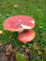 IMG_20211007_115507358.jpg