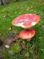 IMG_20211007_115516980.jpg