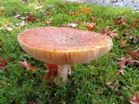 IMG_20211024_131738_HDR.jpg