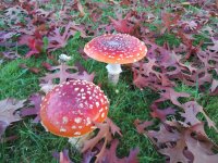 IMG_20211105_173826.jpg