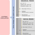 zzz+sublingual+vs+buccal.JPG