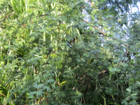 MimosaTreestripped.png