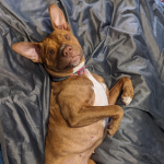 doggy_1_2.png