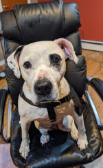 doggy_2_1.png