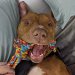 doggy1_1.png