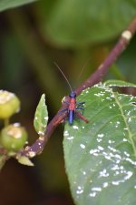 DSC_0063e.jpg
