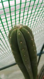 cactus2022427JJScopegonnaflower.jpg