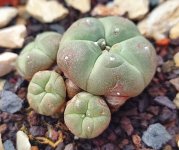 peyote.jpg