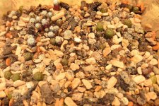 seedlings.jpg