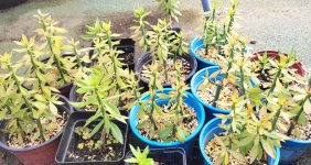 pereskiopsis.jpg