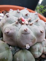 caespitosa.jpg