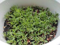 peganum.jpg