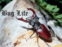 buglife.jpg