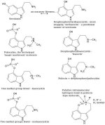 mushroom+alkaloids+1+and+serotonin.jpg